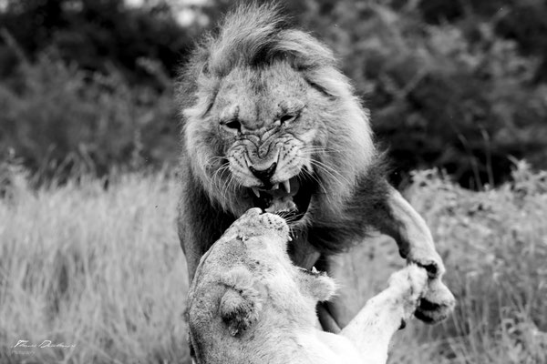 Thomas Deschamps Photography Lion Afrique - Lion Africa wildlife pictures