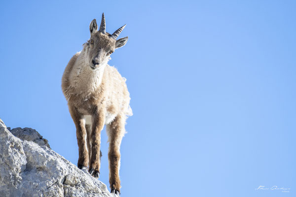 Thomas Deschamps Photography Bouquetin France Alpes Great ibex wildlife pictures