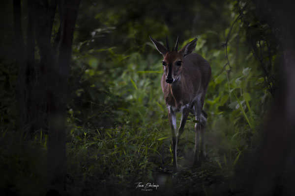 Thomas Deschamps Photography Cephalophe de Grimm Afrique - Common Duiker Africa wildlife pictures
