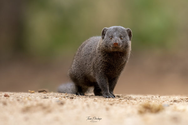 Thomas Deschamps Photography Mangouste naine Afrique - Dwarf mongoose Africa wildlife pictures