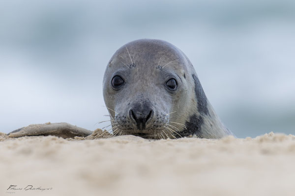 Thomas-Deschamps-Photography-phoque-veau-marin-Danemark-photo-picture-wildlife-harbor-seal