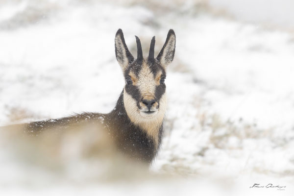 Thomas Deschamps Photography Chamois Photo France Wildlife pictures