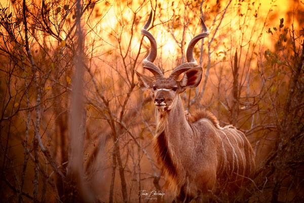 Thomas Deschamps Photography Grand Kudu Afrique - Greater Kudu Africa wildlife pictures