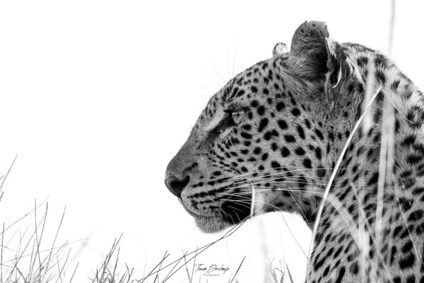 Thomas Deschamps Photography Leopard Afrique - Leopard Africa wildlife pictures