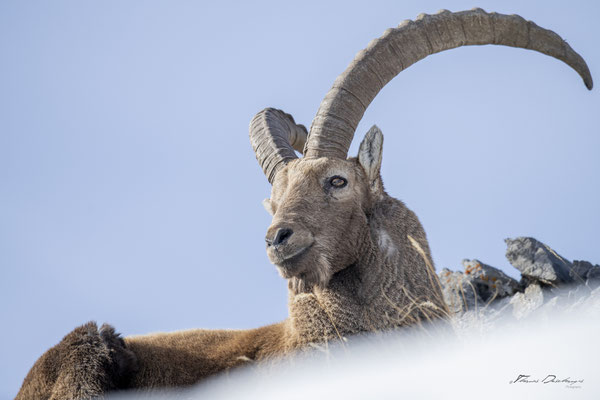 Thomas Deschamps Photography Bouquetin France Alpes Great ibex wildlife pictures