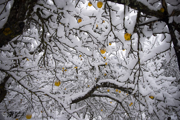 Oisans photographie des alpes sous la neige : Pommier d'hiver, Oisans, novembre 2020. Paysage de montagnes l'hiver. Isère.