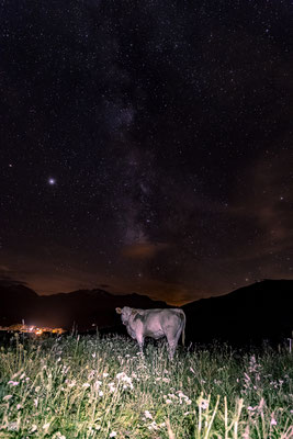 Paysage et photographie des Alpes de nuit : Une vache sous les étoiles. Photos et paysages de montagnes de nuit, Huez, OIsans, Isère, massifs de l'Oisans.