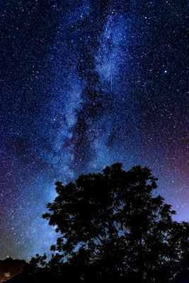 Photos des Alpes : L'arbre et la voie lactée en Oisans. Photo de montagne nocturne, Isère, Oisans. Photo et paysages de nuit en montagne.