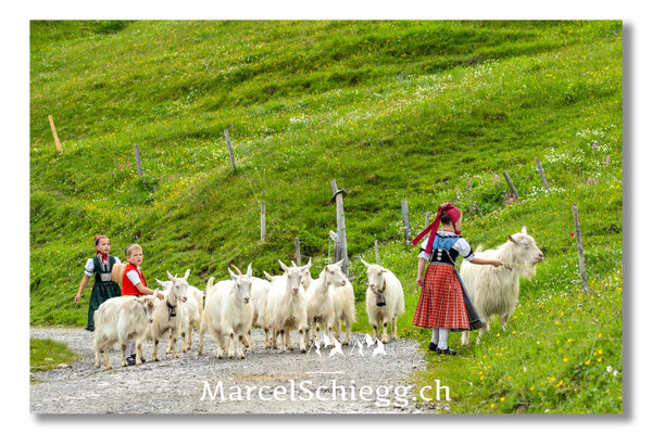 Marcel Schiegg Fotografie, Tradition, Brauchtum, Alpfahrt, Oeberefahre, Appenzell, Appenzellerland, Öberefahre, Alpstein