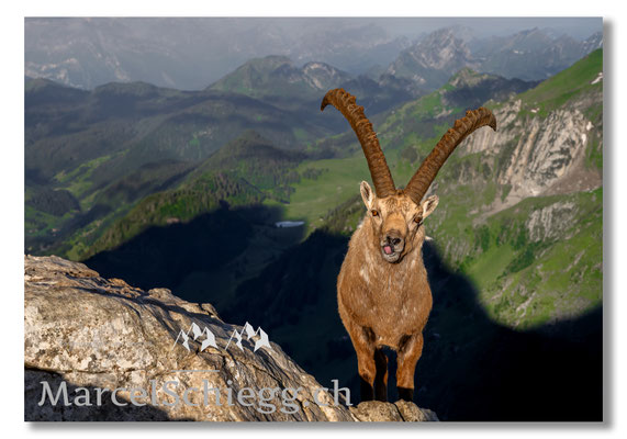 Steinbock/Alpstein Art.-Nr. MZ7-2843