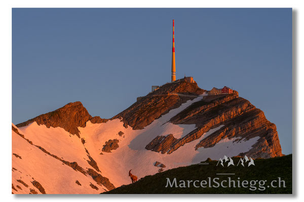 Marcel Schiegg, Marcel Schiegg Fotografie, Berggasthaus Rotsteinpass, Alpensteinbock, Steinbock, Alpstein, Säntis
