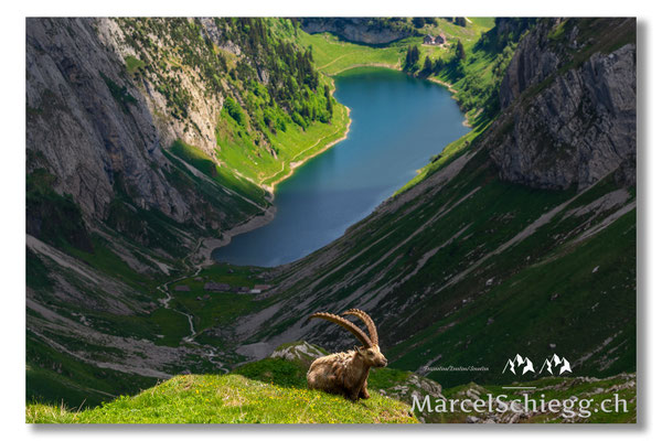 Steinbock/Alpstein Art.-Nr. MS5-7333