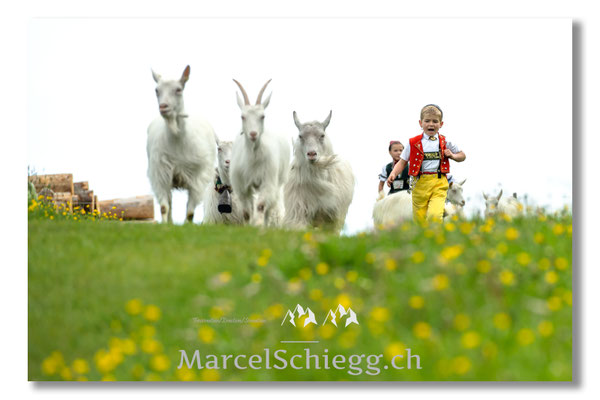 Marcel Schiegg Fotografie, Tradition, Brauchtum, Alpfahrt, Oeberefahre, Appenzell, Appenzellerland, Öberefahre, Alpstein