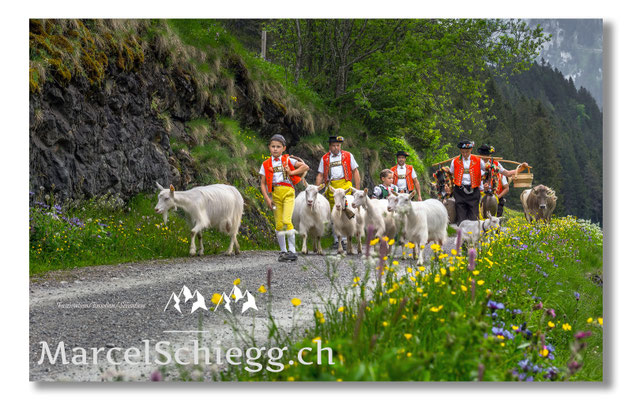 Marcel Schiegg Fotografie, Tradition, Brauchtum, Alpfahrt, Oeberefahre, Appenzell, Alpstein, Sämtis, Ziegen