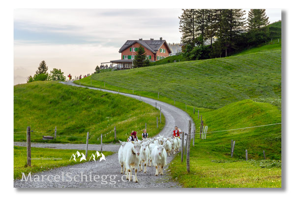 Marcel Schiegg Fotografie, Tradition, Brauchtum, Alpfahrt, Oeberefahre, Appenzell, Appenzellerland, Öberefahre, Alpstein, Berggasthaus Ruhesitz