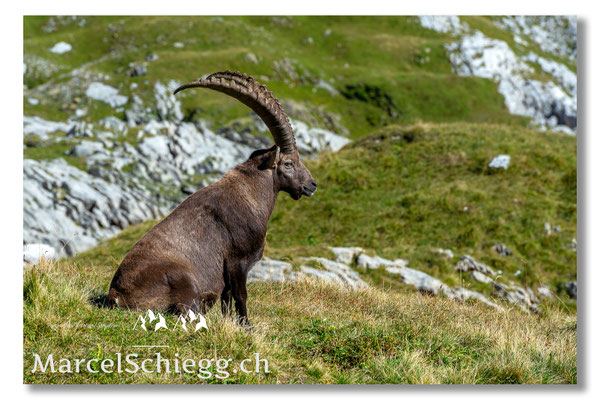 Marcel Schiegg, Marcel Schiegg Fotografie, Alpensteinbock, Steinbock, Wildtiere