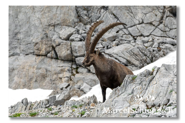 Steinbock/Alpstein Art.-Nr. MS5-4017