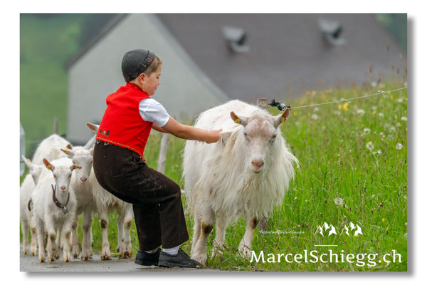 Marcel Schiegg Fotografie, Tradition, Brauchtum, Alpfahrt, Oeberefahre, Appenzell, Appenzellerland, Öberefahre, Appenzellerziege