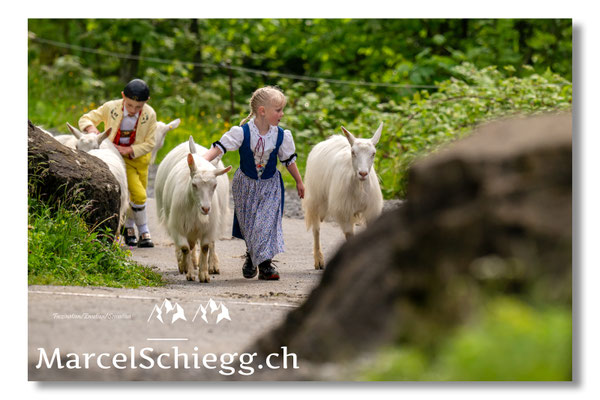 Marcel Schiegg Fotografie, Alpstein, Seealp, Tradition, Brauchtum, Alpfahrt, Oeberefahre, Appenzell, Ziegen