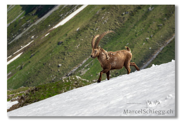Marcel Schiegg, Marcel Schiegg Fotografie, Alpensteinbock, Steinbock, Wildtiere