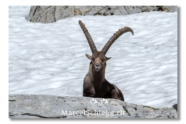 Steinbock/Alpstein Art.-Nr. MS5-3795