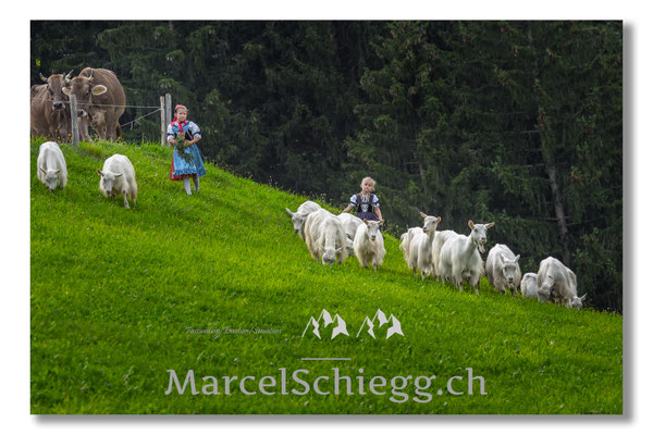 Marcel Schiegg Fotografie, Tradition, Brauchtum, Alpfahrt, Oeberefahre, Appenzell, Appenzellerland, Öberefahre, Alpstein