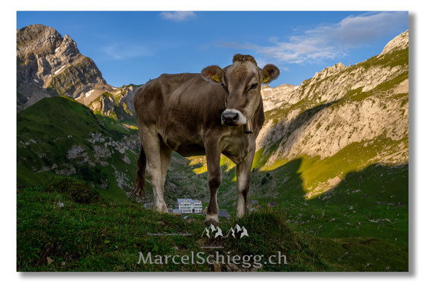 Meglisalp Art.-Nr. MZ7-0120