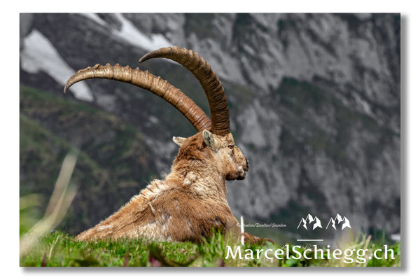 Steinbock/Alpstein Art.-Nr. MS5-2360/21