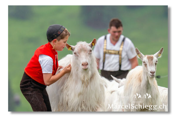 Marcel Schiegg Fotografie, Tradition, Brauchtum, Alpfahrt, Oeberefahre, Appenzell, Appenzellerland, Öberefahre