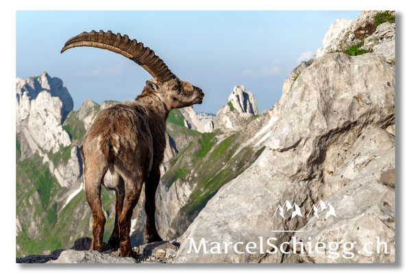 Steinbock/Alpstein Art.-Nr. MZ7-0592