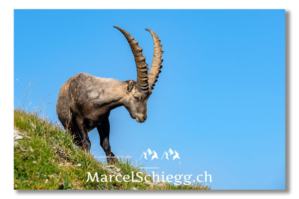 Steinbock/Alpstein Art.-Nr. 24MZ7-2053