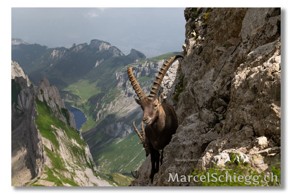 Steinbock/Alpstein Art.-Nr. MZ7-4867