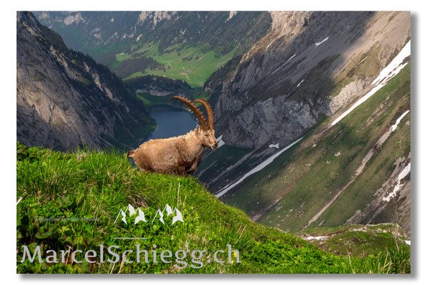 Steinbock/Alpstein Art.-Nr. MZ7-7767