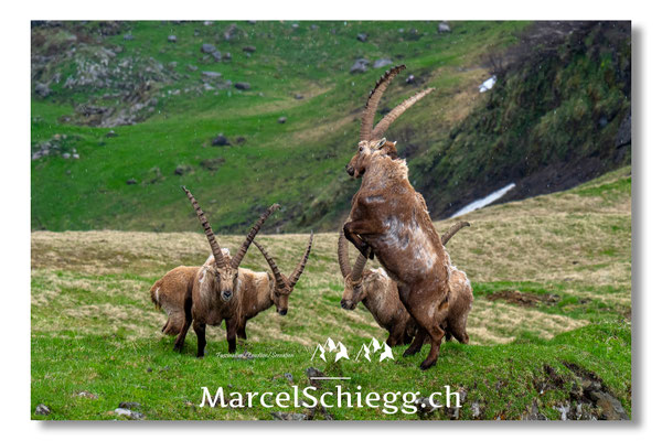 Marcel Schiegg, Marcel Schiegg Fotografie, Alpensteinbock, Steinbock, Wildtiere, Alpstein