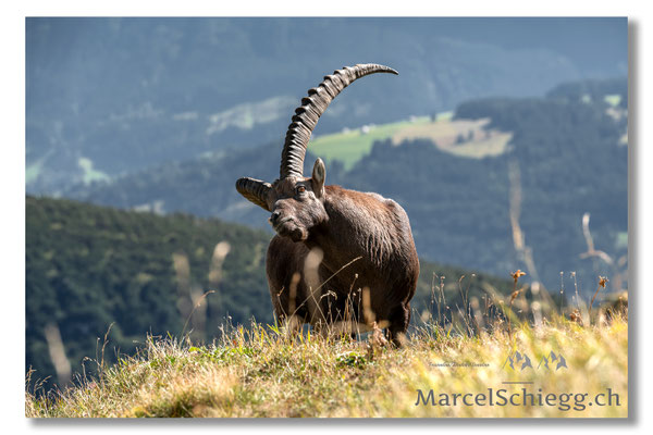 Marcel Schiegg, Marcel Schiegg Fotografie, Alpensteinbock, Steinbock, Wildtiere