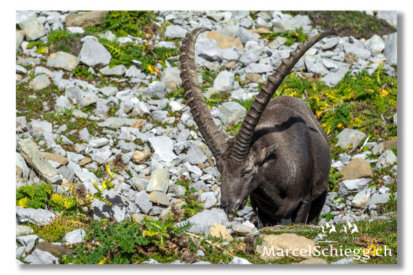 Steinbock/Alpstein Art.-Nr. MZ7-8733