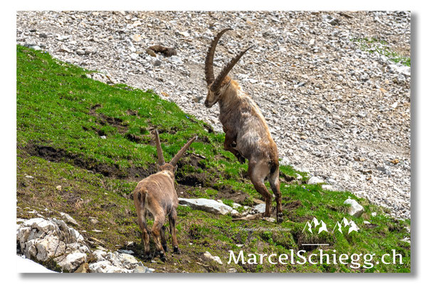 Steinbock/Alpstein Art.-Nr. MS5-9015