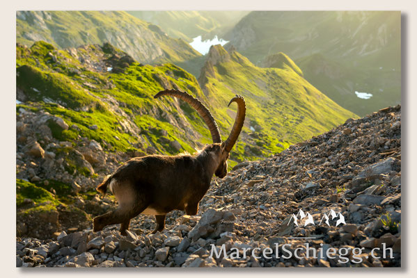 Marcel Schiegg, Marcel Schiegg Fotografie, Alpensteinbock, Steinbock, Wildtiere