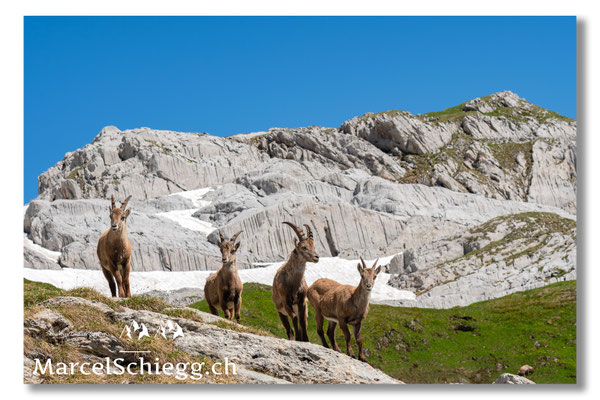 Steinbock/Alpstein Art.-Nr. MS5-5168