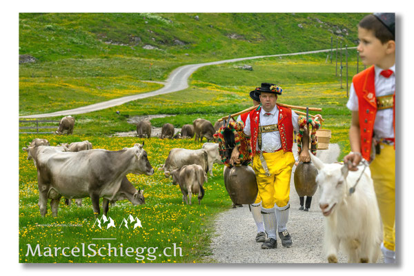 Marcel Schiegg Fotografie, Tradition, Brauchtum, Alpfahrt, Oeberefahre, Appenzell, Alpstein, Sämtis, Senntumschellen, Hornkuh
