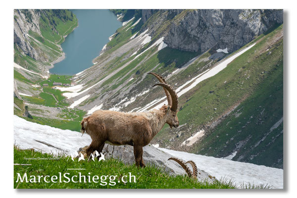 Steinbock/Alpstein Art.-Nr. MS5-2591/21