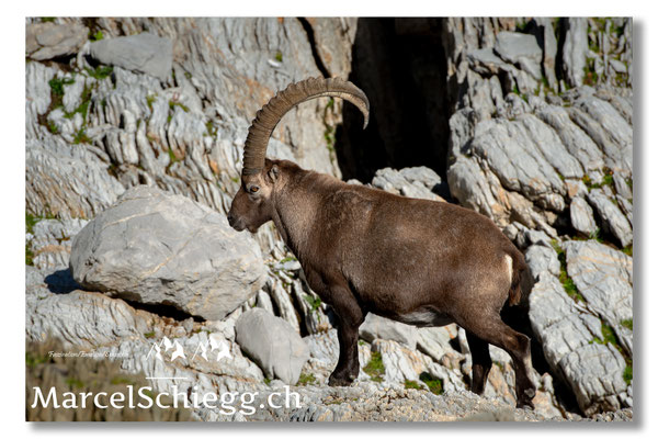 Steinbock/Alpstein Art.-Nr. MS5-9903