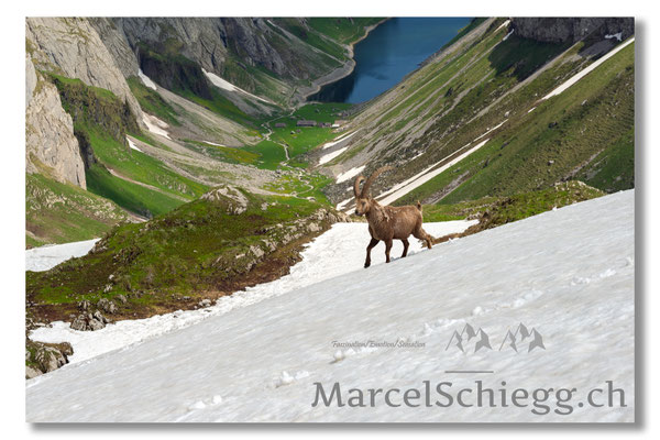 Marcel Schiegg, Marcel Schiegg Fotografie, Alpensteinbock, Steinbock, Wildtiere