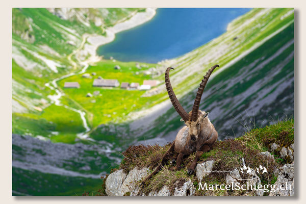 Steinbock/Alpstein Art.-Nr. MS5-7377