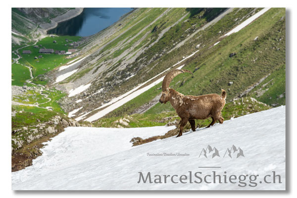 Steinbock/Alpstein Art.-Nr. MZ7-0079