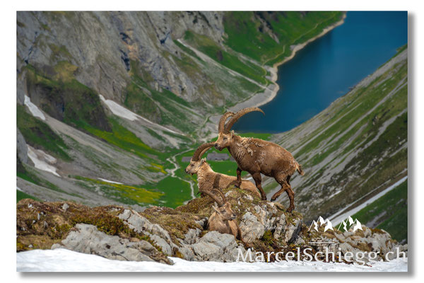 Marcel Schiegg Fotografie, Marcel Schiegg, Faehlensee, Fählensee, Bollenwees, Alpstein