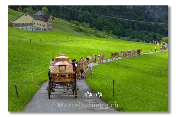 Marcel Schiegg Fotografie, Tradition, Brauchtum, Alpfahrt, Oeberefahre, Appenzell, Appenzellerland, Öberefahre, Lediwagen