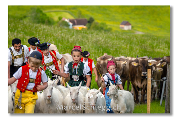 Marcel Schiegg Fotografie, Tradition, Brauchtum, Alpfahrt, Oeberefahre, Appenzell, Appenzellerland, Öberefahre, Alpstein