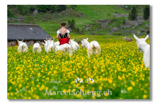 Marcel Schiegg Fotografie, Seealp, Alpstein, Tradition, Brauchtum, Alpfahrt, Oeberefahre, Appenzell