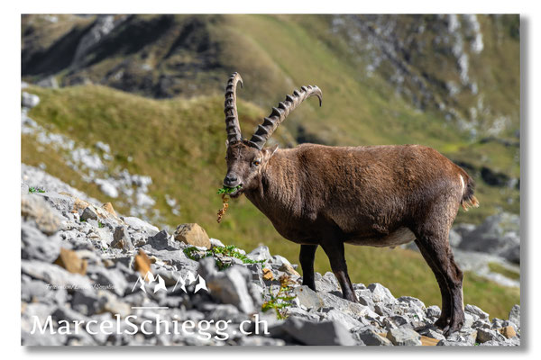 Marcel Schiegg, Marcel Schiegg Fotografie, Alpensteinbock, Steinbock, Wildtiere